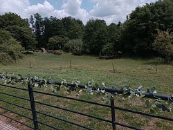 Une terrasse avec une vue sur la végétation